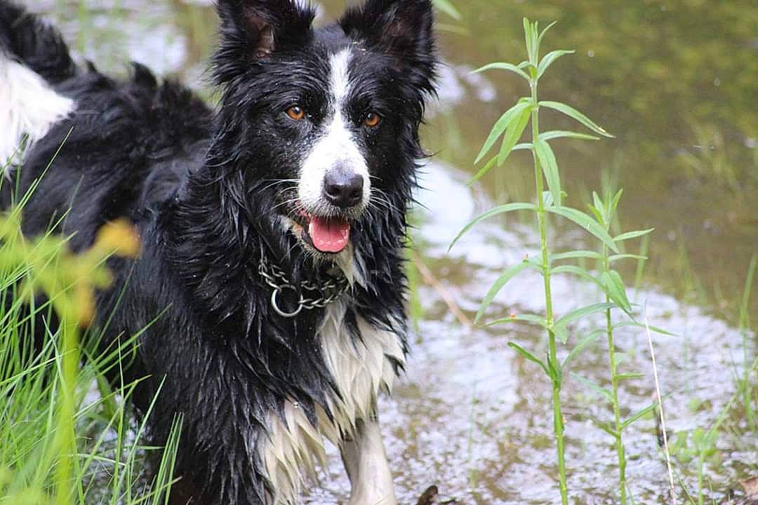 Girly participe au concours pour gagner de l'argent avec cette photo : australian_collie, bohemian_shepherd, border_collie, canidae, carnivore, companion_dog, dog, dog_breed, english_shepherd, herding_dog, mammal, mcnab, mudi, rare_breed_dog, sporting_group, vertebrate, welsh_sheepdog, working_dog