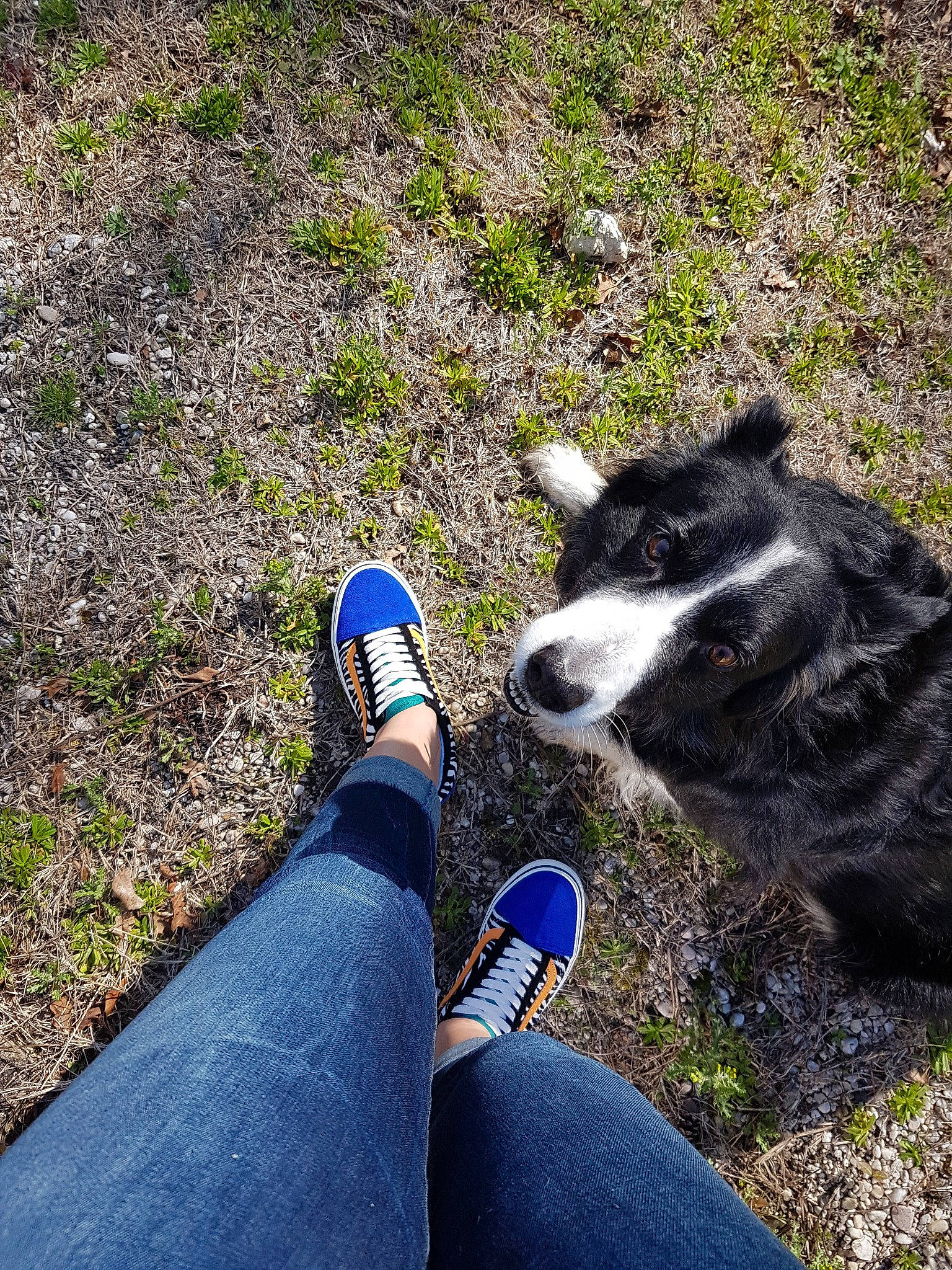Girly participe au concours pour gagner de l'argent avec cette photo : adventure, border_collie, canidae, carnivore, dog, dog_breed, dog_hiking, grass, herding_dog, leash, plant, shoe, sporting_group, walking