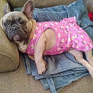 Darla joined the competition — help win amazing prizes! dog, french_bulldog, pet, animal, pink_dress, floral_pattern, blanket, couch, indoor, relaxed, cute, canine, fur, ears, paws, resting, portrait, domestic, comfortable, laying_down