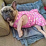 dog, french_bulldog, pet, animal, pink_dress, floral_pattern, blanket, couch, indoor, relaxed, cute, canine, fur, ears, paws, resting, portrait, domestic, comfortable, laying_down