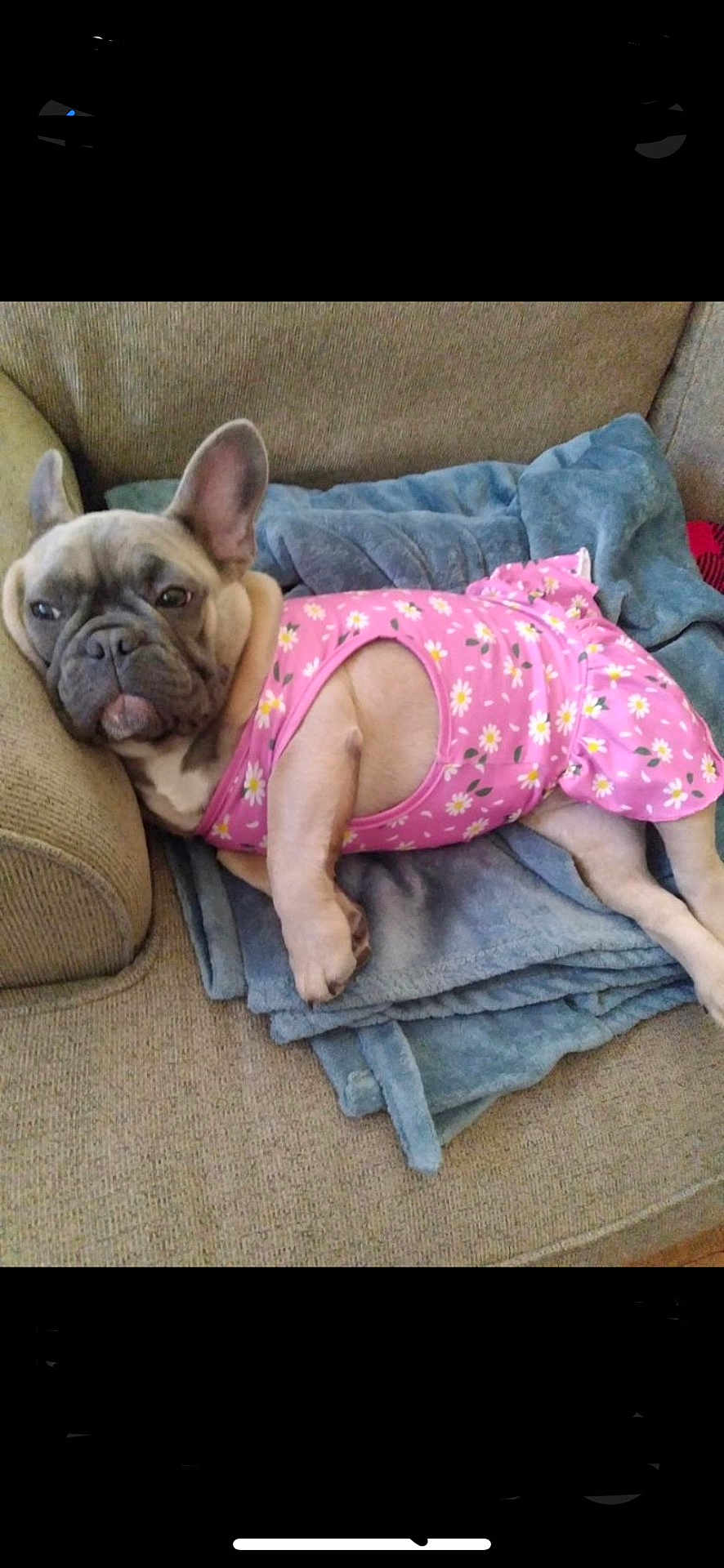 Darla joined the competition — help win amazing prizes! dog, french_bulldog, pet, animal, pink_dress, floral_pattern, blanket, couch, indoor, relaxed, cute, canine, fur, ears, paws, resting, portrait, domestic, comfortable, laying_down