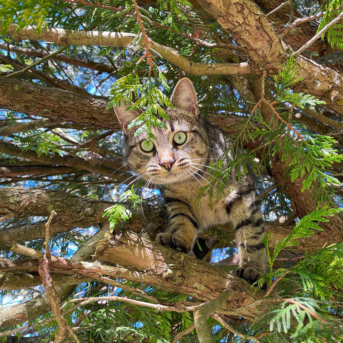 Mimi participe au concours pour gagner de l'argent avec cette photo : animal, cat, conifer, green, grove, herbal, herbs, jungle, kitten, land, leaf, nature, outdoors, pet, plant, rainforest, tree, vegetation, wood, woodland