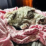 Momo joined the competition — help win amazing prizes! cat, fluffy, pink_blanket, cozy, relaxed, indoor, pet, fur, cute, resting, soft_texture, animal, sleepy, comfort, home, mammal, whiskers, paw, light, curious