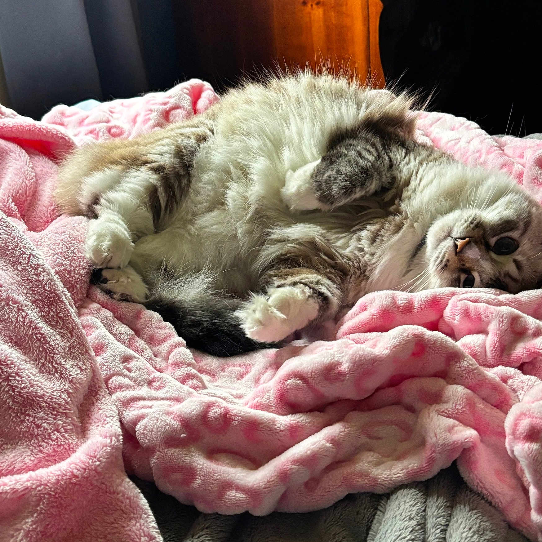 Momo joined the competition — help win amazing prizes! cat, fluffy, pink_blanket, cozy, relaxed, indoor, pet, fur, cute, resting, soft_texture, animal, sleepy, comfort, home, mammal, whiskers, paw, light, curious