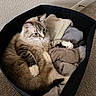 cat, laundry_basket, clothing, cozy, furry, indoor, relaxed, fur, blue_eyes, carpet, wall, black_basket, textured, home, pet, resting, soft, comfortable, animal, domestic