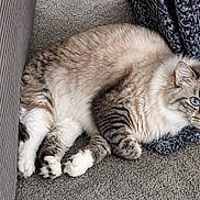 Momo is registered to the contest to win money with this photo: cat, blue_eyes, fluffy, carpet, indoor, feline, pet, resting, cozy, knitted_blanket, striped_fur, whiskers, ears, paw, cute, relaxed, animal, domestic, mammal, fur
