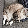 cat, blue_eyes, fluffy, carpet, indoor, feline, pet, resting, cozy, knitted_blanket, striped_fur, whiskers, ears, paw, cute, relaxed, animal, domestic, mammal, fur