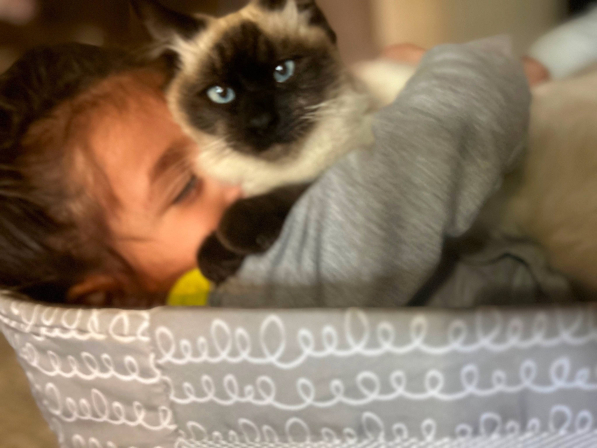 Vernon joined the competition — help win amazing prizes! balinese, birman, carnivore, cat, child, comfort, eyelash, fawn, felidae, font, fur, happy, photo_caption, siamese, small_to_medium_sized_cats, smile, tail, thai, toddler, whiskers