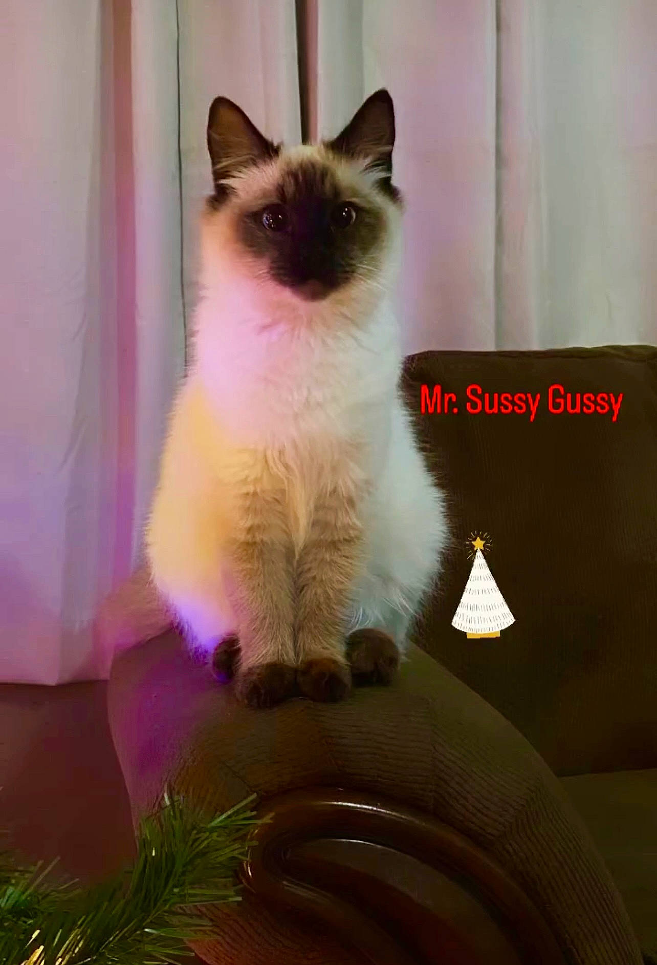 Vernon joined the competition — help win amazing prizes! birman, carnivore, cat, door, fawn, felidae, fixture, fur, houseplant, iris, plant, siamese, small_to_medium_sized_cats, snout, symmetry, tail, whiskers