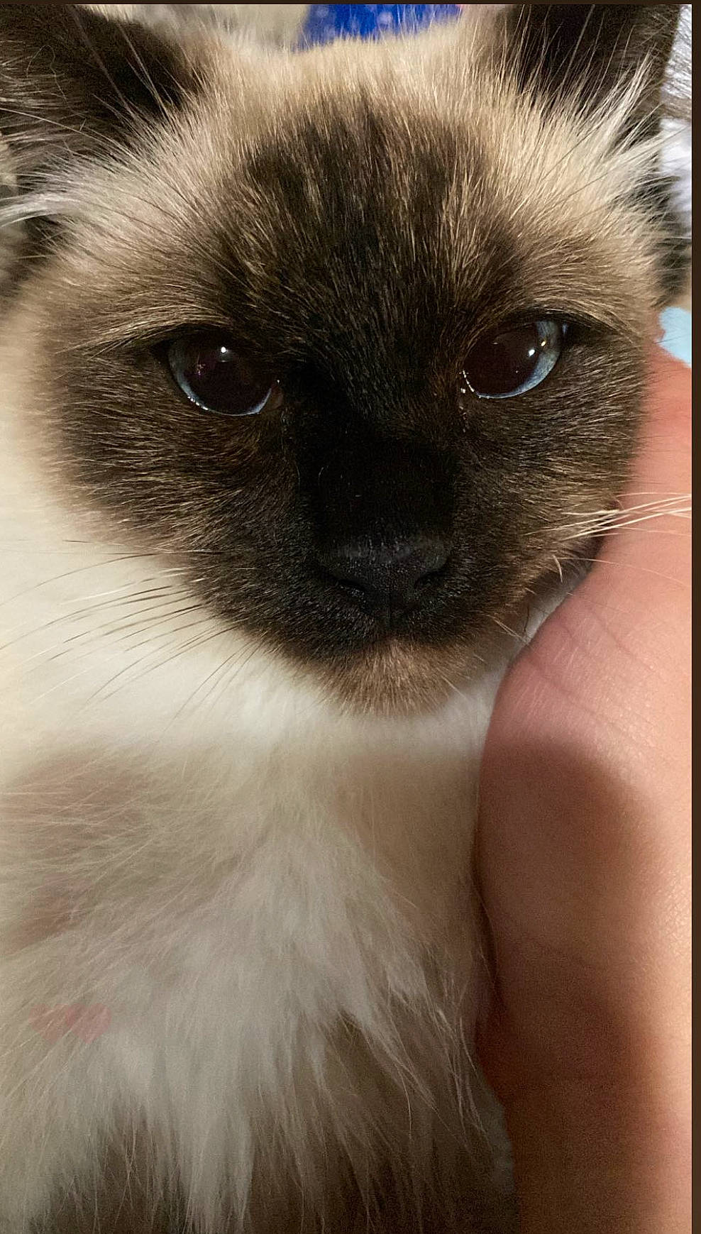 Vernon joined the competition — help win amazing prizes! balinese, birman, carnivore, cat, close_up, fawn, felidae, fur, hair, ragdoll, siamese, small_to_medium_sized_cats, snout, terrestrial_animal, tonkinese, whiskers