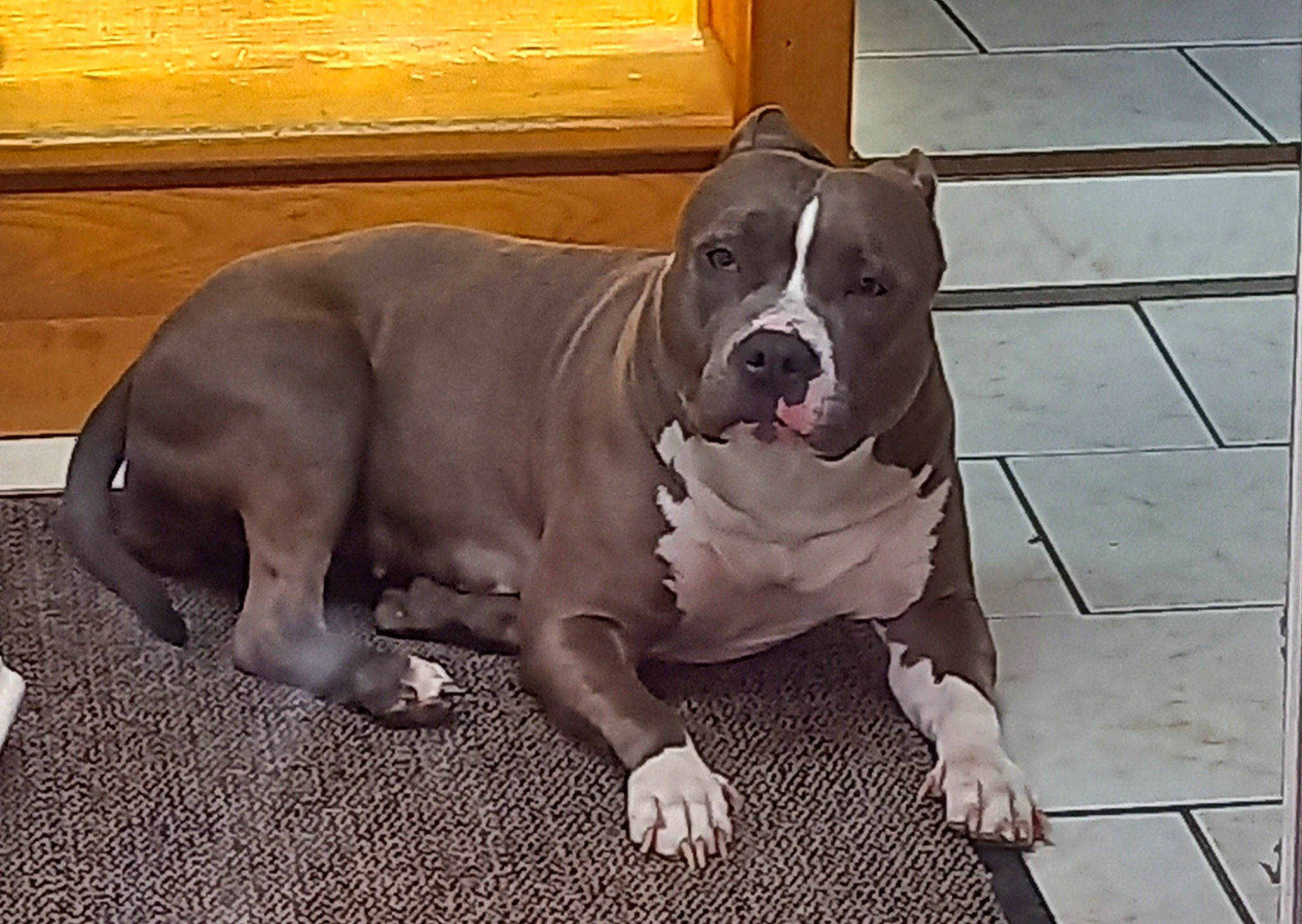 Attila a rejoint le concours — aidez-le/la à gagner de superbes lots ! carnivore, collar, companion_dog, dog, dog_breed, dog_collar, fawn, flooring, hardwood, liver, molosser, non_sporting_group, paw, pet_supply, snout, sporting_group, whiskers, wood, working_animal, working_dog