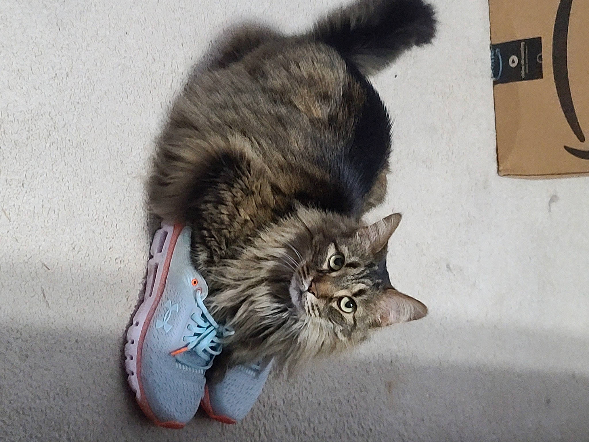 Hobie is registered to the contest to win money with this photo: carnivore, cat, claw, dog_breed, domestic_short_haired_cat, eye, fang, felidae, foot, fur, human_leg, jaw, paw, sitting, small_to_medium_sized_cats, snout, tail, terrestrial_animal, whiskers, yawn