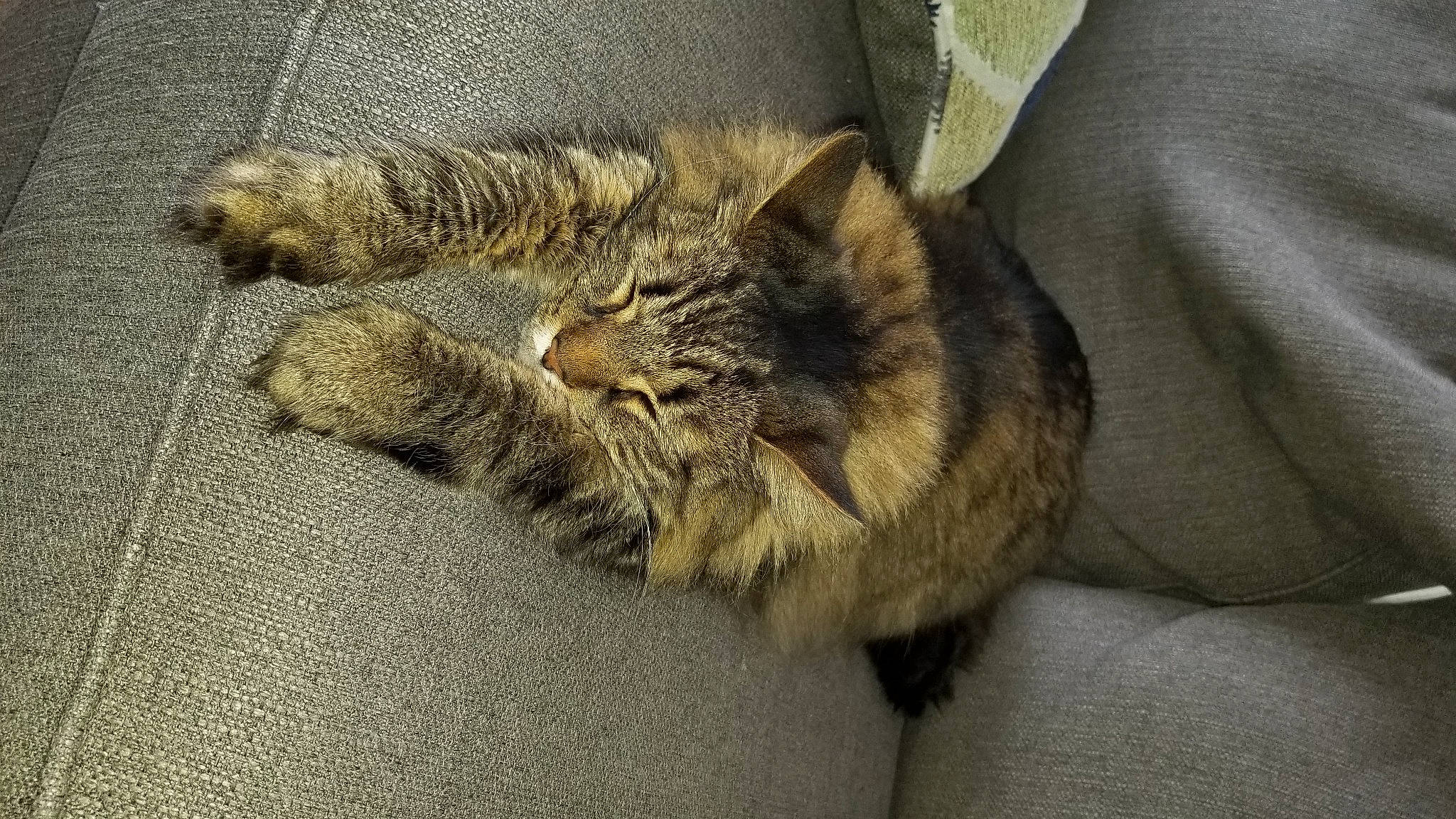 Hobie is registered to the contest to win money with this photo: carnivore, cat, claw, comfort, domestic_short_haired_cat, felidae, fur, grey, nap, paw, sleep, small_to_medium_sized_cats, snout, tail, terrestrial_animal, whiskers, wildlife