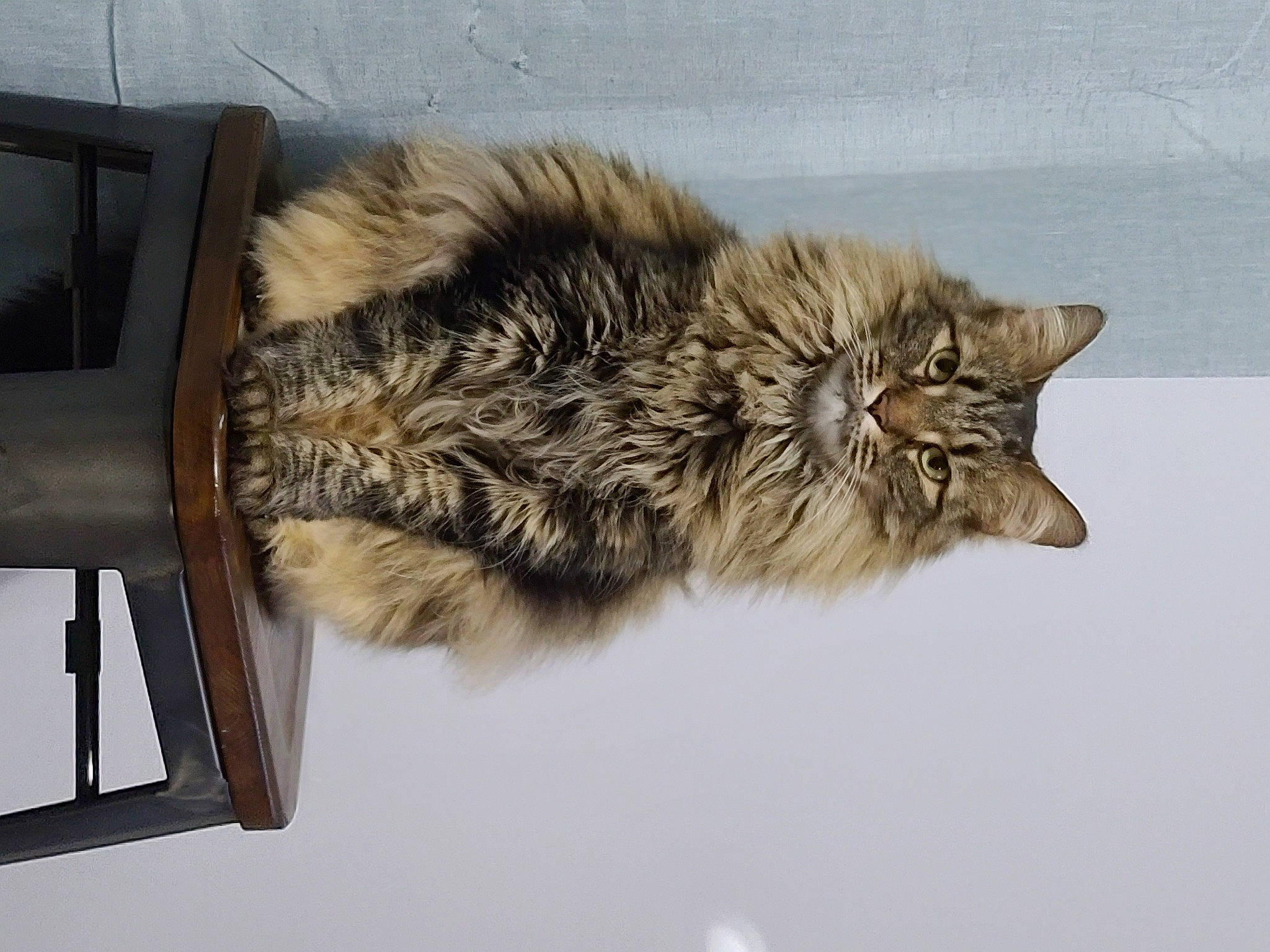 Hobie joined the competition — help win amazing prizes! british_longhair, carnivore, cat, claw, domestic_short_haired_cat, felidae, fur, maine_coon, natural_material, paw, plant, small_to_medium_sized_cats, snout, tail, terrestrial_animal, tree, whiskers, wildlife, winter