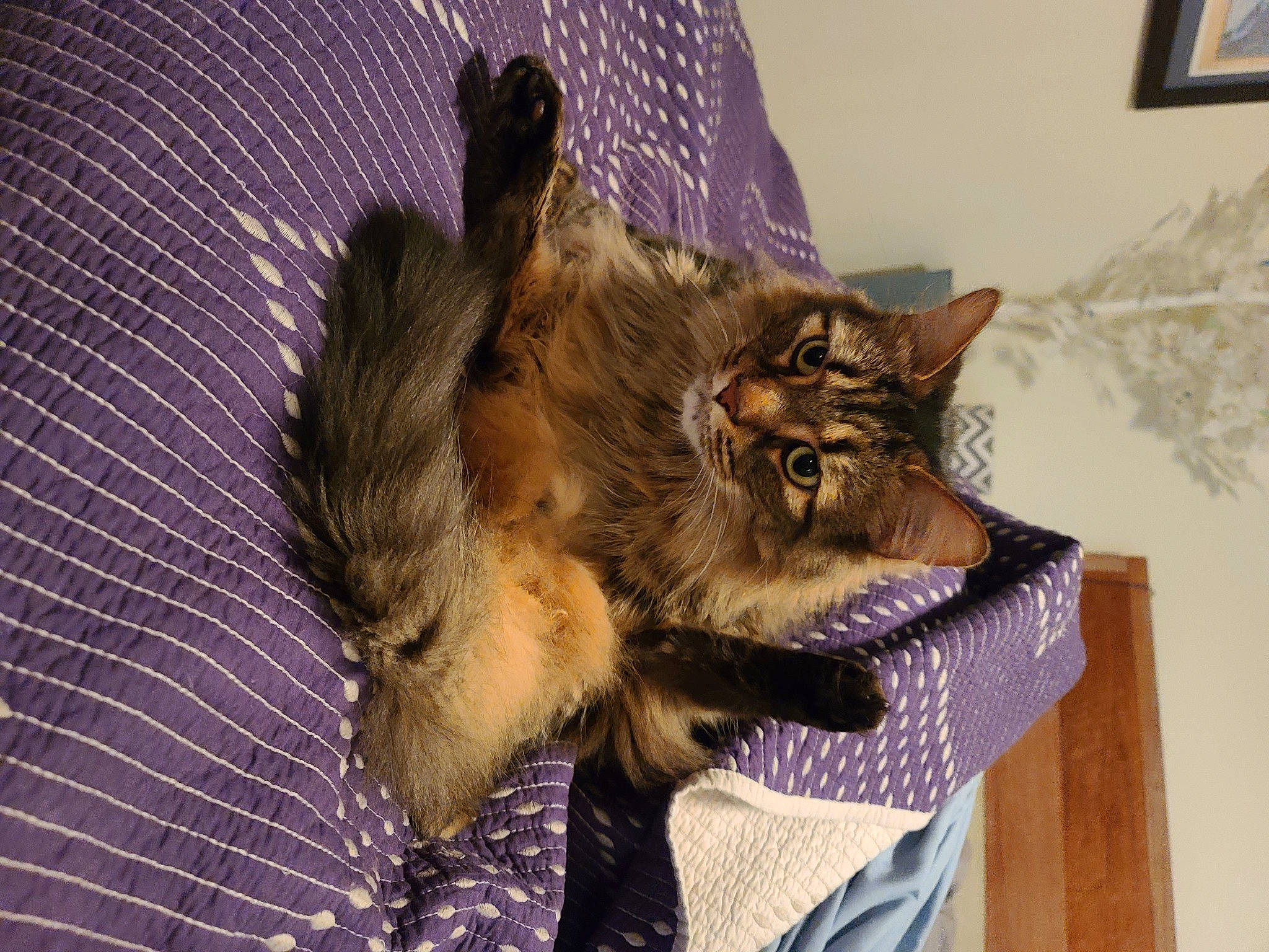 Hobie joined the competition — help win amazing prizes! canidae, carnivore, cat, claw, comfort, companion_dog, dog_breed, domestic_short_haired_cat, fawn, felidae, fur, nap, paw, picture_frame, room, small_to_medium_sized_cats, tail, whiskers, window