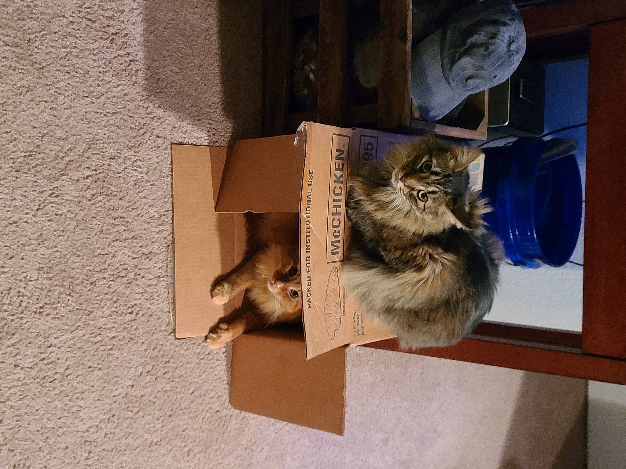 Hobie joined the competition — help win amazing prizes! art, cardboard, carnivore, cat, domestic_short_haired_cat, fawn, felidae, fur, paper, paper_product, room, sculpture, small_to_medium_sized_cats, tail, visual_arts, whiskers, wood