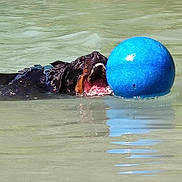 Nadia Spuig a rejoint le concours — aidez-le/la à gagner de superbes lots ! active, animal, blue_ball, canine, daylight, dog, fetch, fun, grass, leisure, mouth_open, nature, outdoor, pet, play, recreation, riverbank, summer, swimming, water