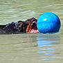 active, animal, blue_ball, canine, daylight, dog, fetch, fun, grass, leisure, mouth_open, nature, outdoor, pet, play, recreation, riverbank, summer, swimming, water