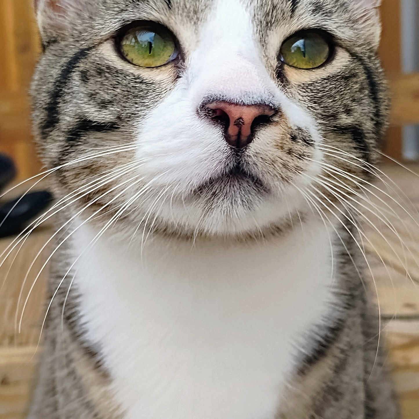 Jixzer joined the competition — help win amazing prizes! animal, cat, close_up, curious, cute, domestic_cat, face, feline, fur, mammal, outdoor, pet, pink_nose, portrait, soft_texture, striped, tabby, whiskers, yellow_eyes, young_cat