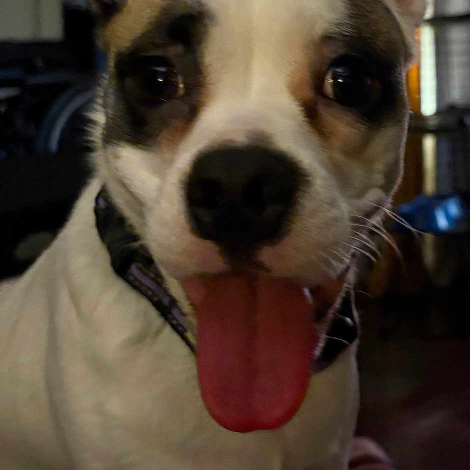 Zalani joined the competition — help win amazing prizes! dog, pet, indoor, tongue_out, happy, ears, close_up, animal, canine, collar, face, fur, looking, domestic_animal, front_view, brown, white, black, cute, playful