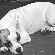 Zalani joined the competition — help win amazing prizes! dog, lying_down, wooden_floor, pet, canine, resting, indoor, white_fur, brown_patch, ears, paw, tail, looking_up, animal, domestic, cute, relaxed, companion, friendly, mammal
