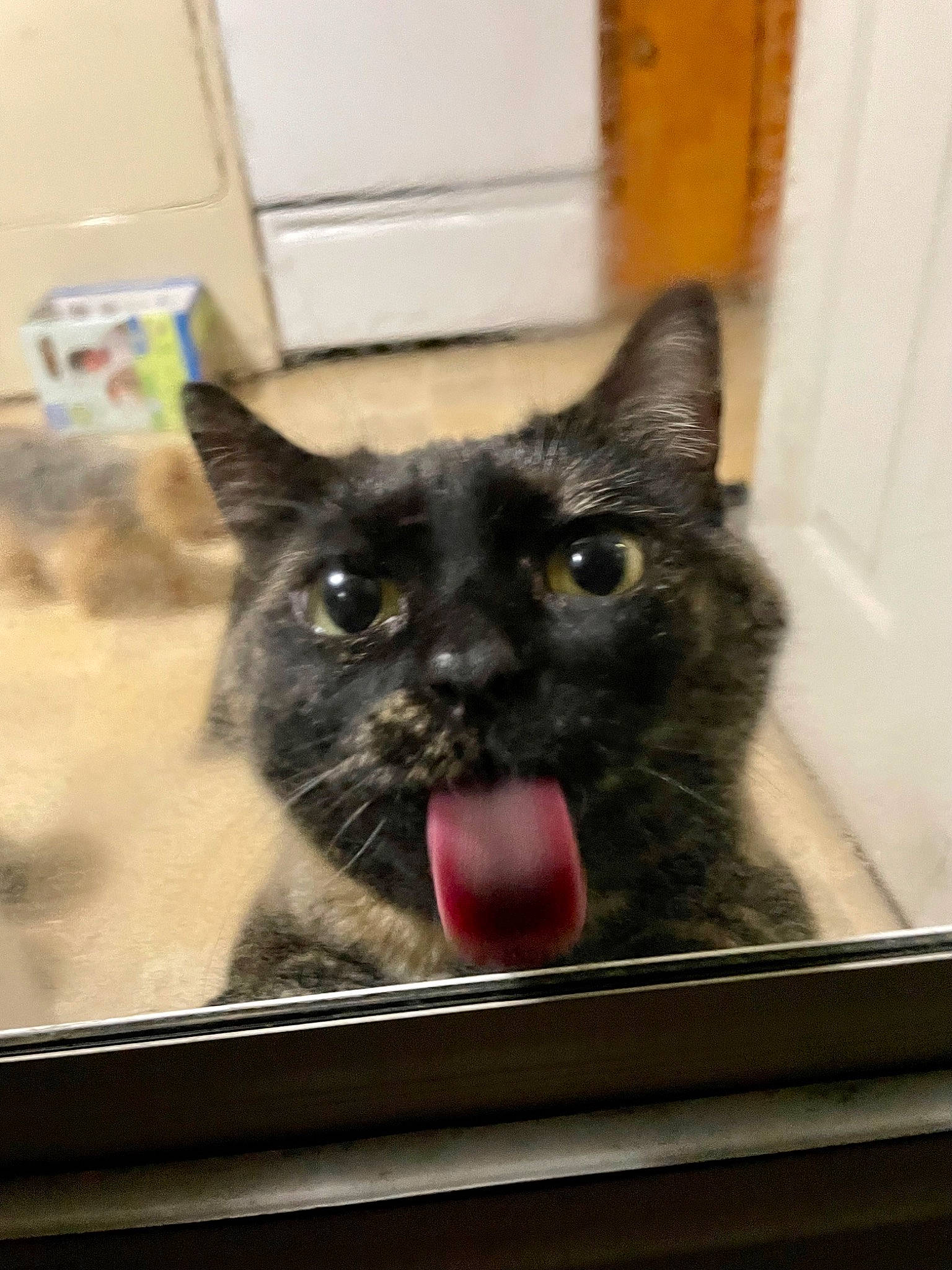 Tiny is registered to the contest to win money with this photo: black_cat, box, carnivore, cat, claw, domestic_short_haired_cat, eye, felidae, fur, iris, mammal, mirror, paw, small_to_medium_sized_cats, snout, terrestrial_animal, whiskers, window