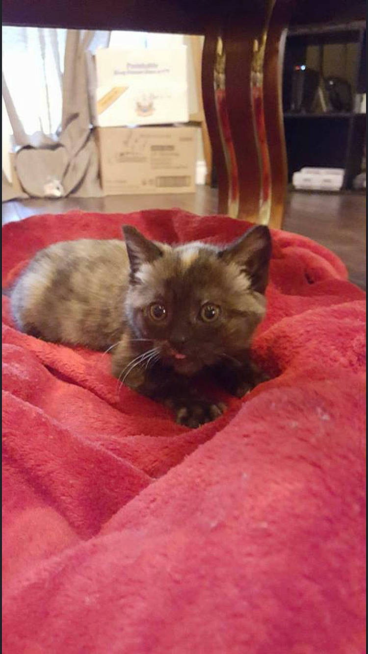 Tiny is registered to the contest to win money with this photo: black_cat, canidae, carnivore, cat, chartreux, claw, comfort, domestic_short_haired_cat, fawn, felidae, fur, liver, small_to_medium_sized_cats, snout, tableware, tail, terrestrial_animal, thai, tonkinese, whiskers