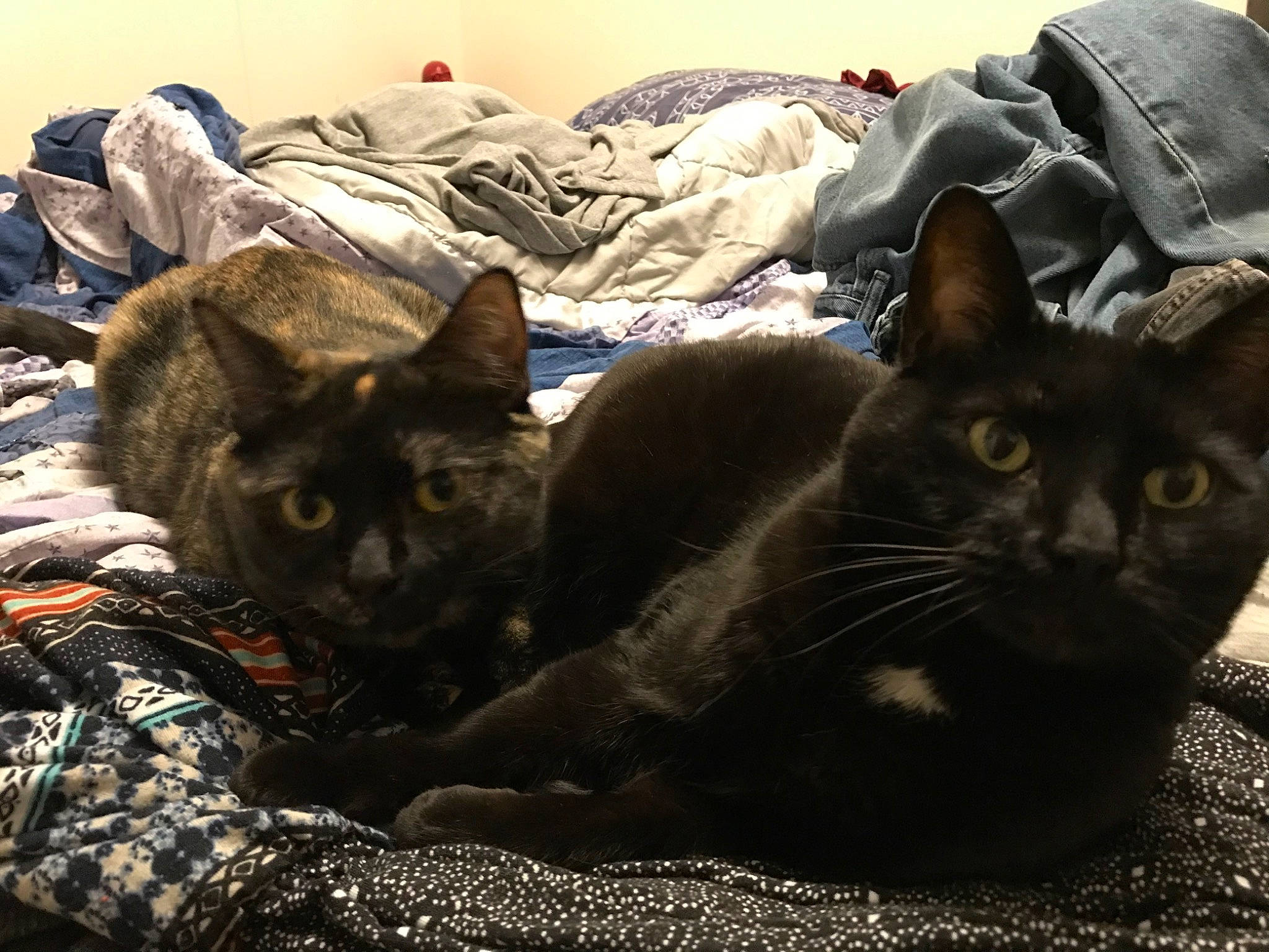 Tiny is registered to the contest to win money with this photo: black_cat, bombay, brown, carnivore, cat, cat_supply, comfort, domestic_short_haired_cat, felidae, fur, grass, grey, paw, sand, small_to_medium_sized_cats, snout, tail, terrestrial_animal, whiskers