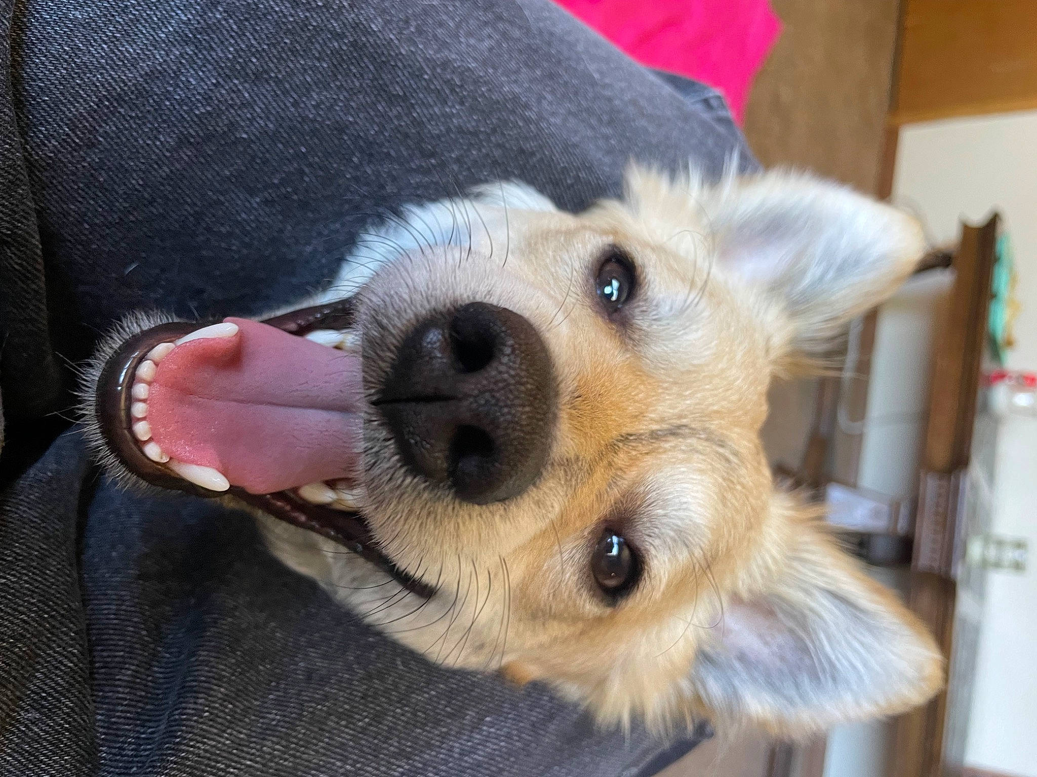 Ducky joined the competition — help win amazing prizes! canidae, carnivore, claw, collar, companion_dog, dog, dog_breed, dog_supply, fawn, fur, german_shepherd_dog, non_sporting_group, paw, snout, sporting_group, street_dog, terrestrial_animal, whiskers, working_animal