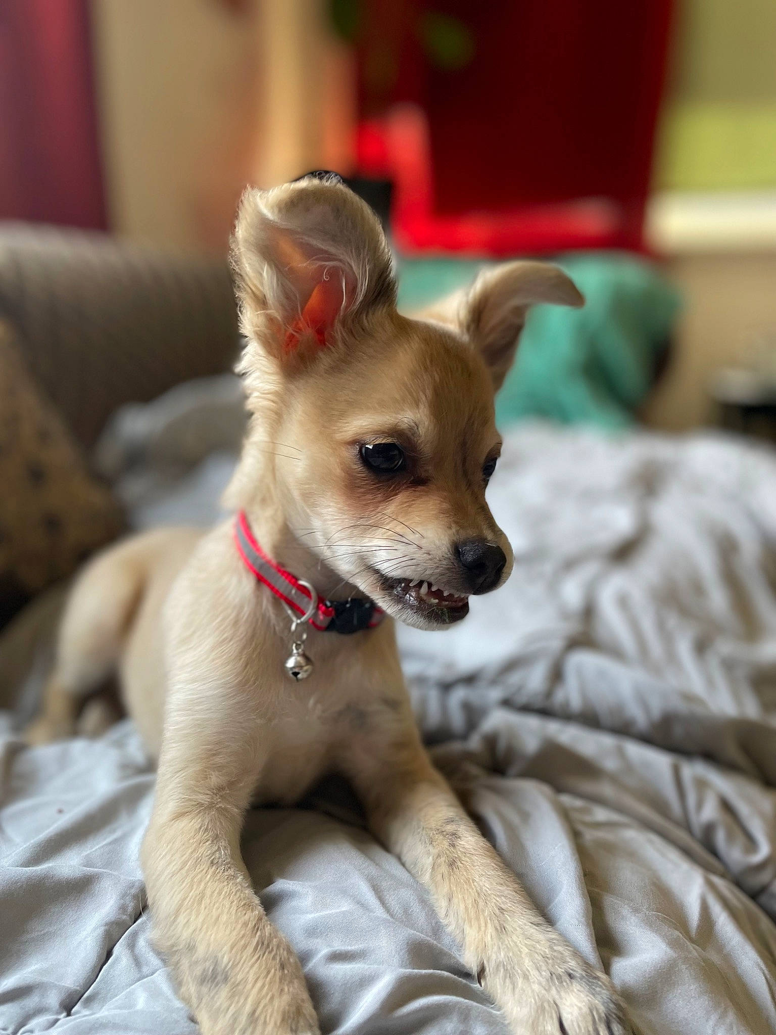 Ducky is registered to the contest to win money with this photo: canidae, carnivore, chihuahua, comfort, companion_dog, corgi_chihuahua, dog, dog_breed, dog_supply, ear, fawn, fur, head, paw, puppy, snout, sporting_group, toy_dog, whiskers, working_animal