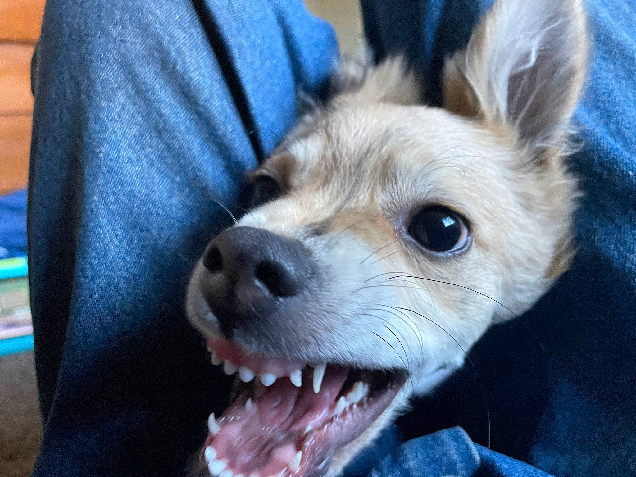 Ducky joined the competition — help win amazing prizes! canidae, carnivore, collar, companion_dog, dog, dog_breed, dog_collar, dog_supply, ear, eye, fang, fawn, fur, happy, head, snout, sporting_group, toy_dog, whiskers, working_animal