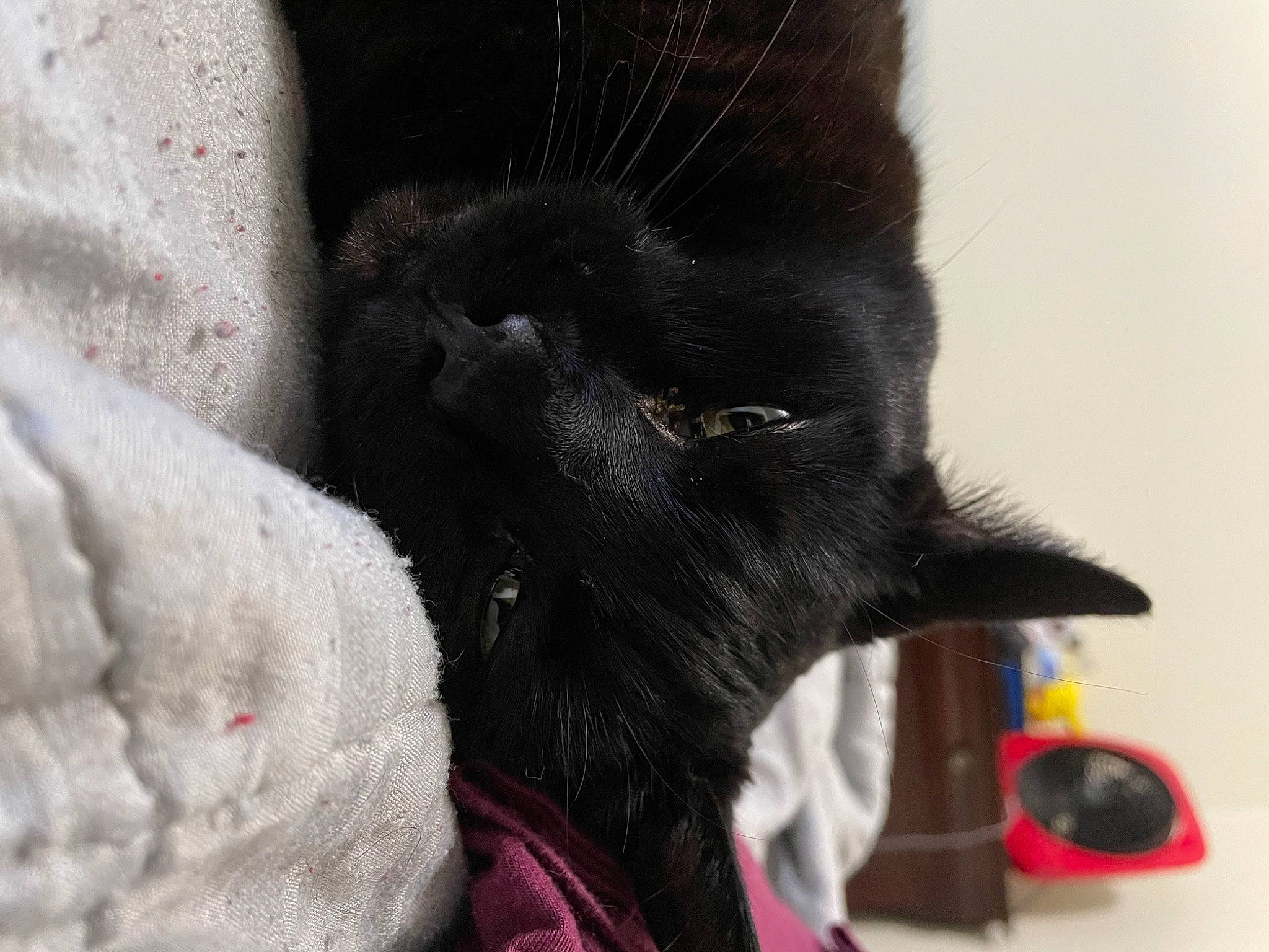 Zombie is registered to the contest to win money with this photo: black_cat, bombay, canidae, carnivore, cat, claw, collar, comfort, dog_breed, domestic_short_haired_cat, felidae, fur, gesture, paw, small_to_medium_sized_cats, snout, sporting_group, terrestrial_animal, whiskers, working_animal