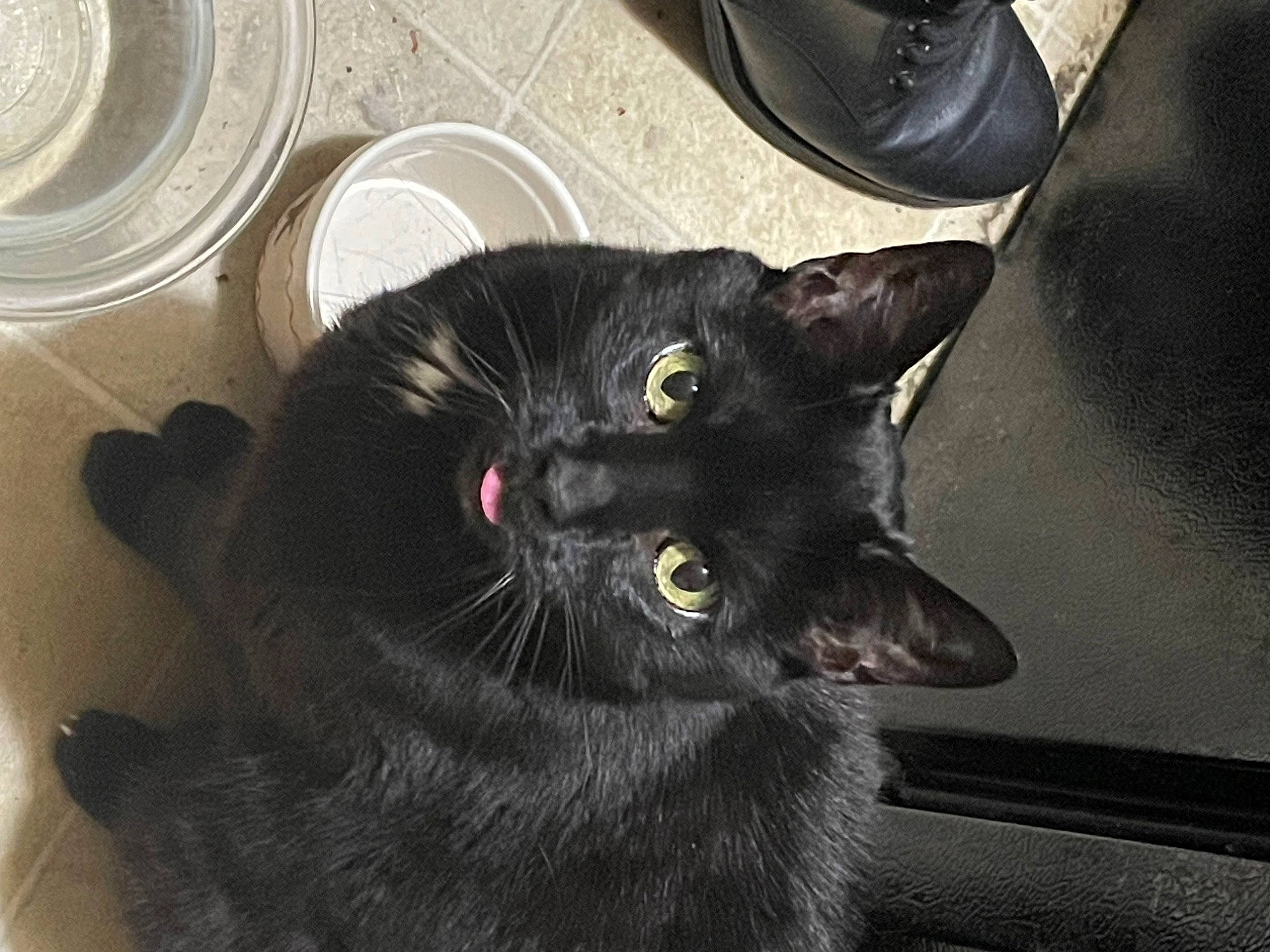 Zombie joined the competition — help win amazing prizes! black_cat, bombay, carnivore, cat, claw, comfort, domestic_short_haired_cat, felidae, fur, small_to_medium_sized_cats, snout, tail, terrestrial_animal, whiskers