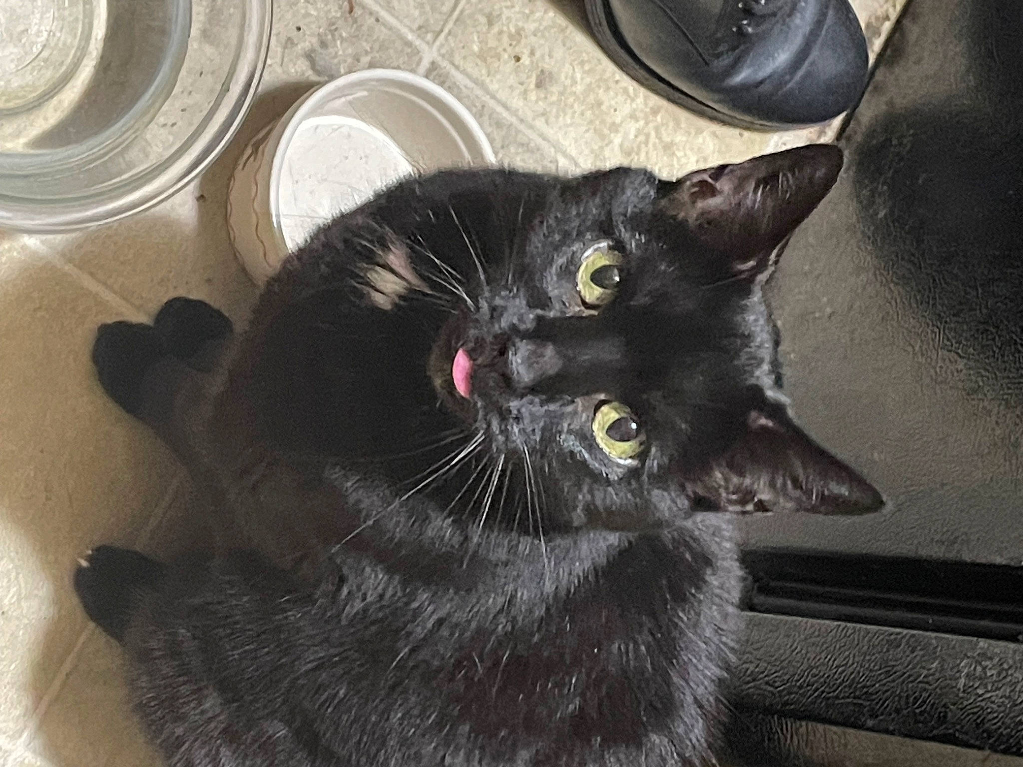 Zombie joined the competition — help win amazing prizes! black_cat, bombay, carnivore, cat, claw, domestic_short_haired_cat, felidae, fur, havana_brown, paw, serveware, small_to_medium_sized_cats, snout, tail, terrestrial_animal, whiskers, window