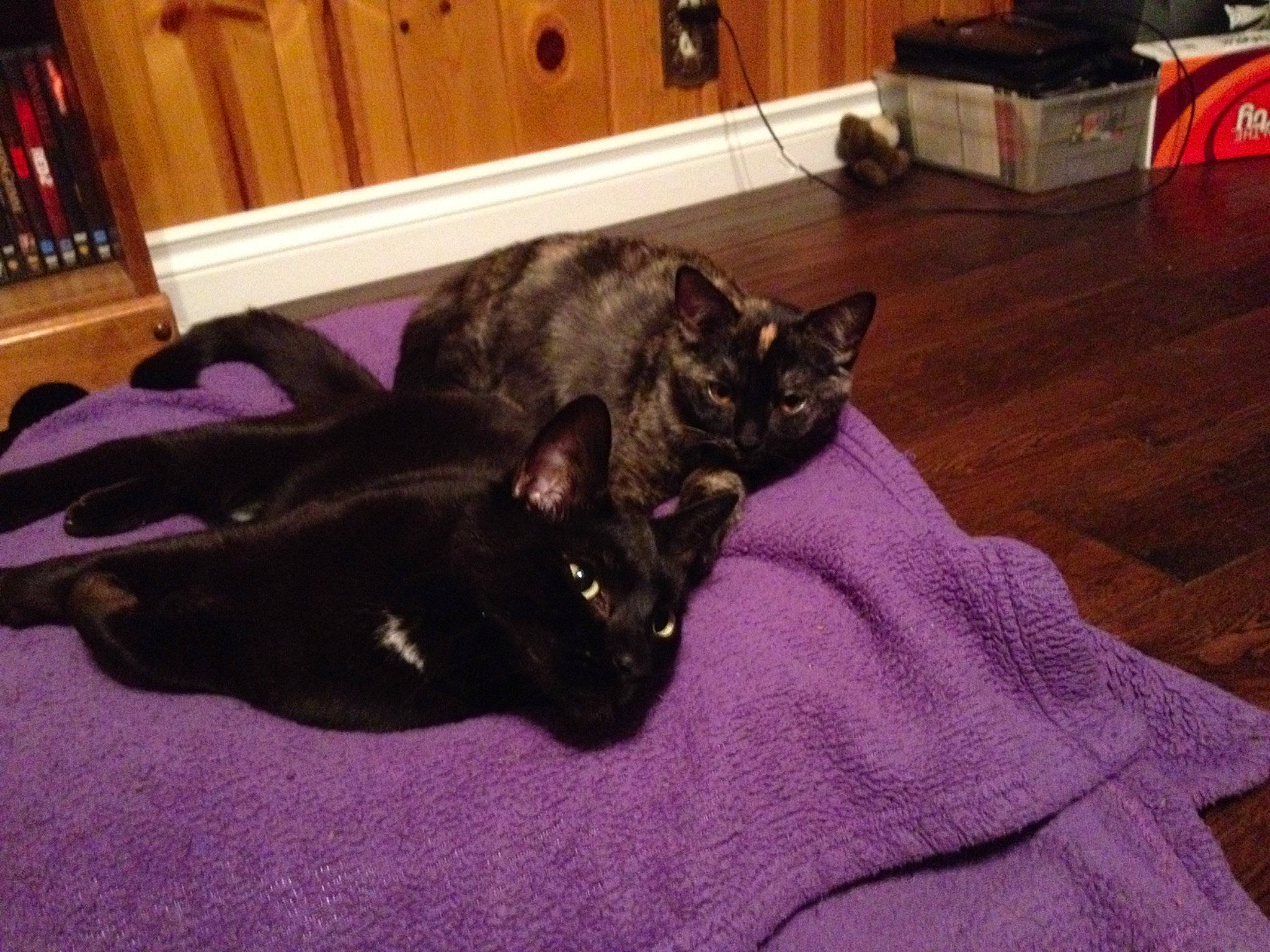 Zombie joined the competition — help win amazing prizes! black_cat, bombay, cabinetry, carnivore, cat, comfort, dog_breed, domestic_short_haired_cat, felidae, floor, flooring, fur, hardwood, purple, room, small_to_medium_sized_cats, tail, whiskers, wood, wood_flooring