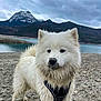 Aïtana a rejoint le concours — aidez-le/la à gagner de superbes lots ! adventure, animal, canine, cloudy_sky, curious, dog, harness, lake, landscape, mountain, muddy, nature, outdoor, pet, rocky_shore, scenic, snow_capped, water, wet_fur, white_dog