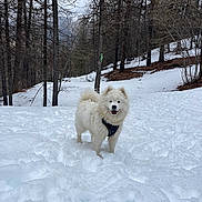 Aïtana participe au concours pour gagner de l'argent avec cette photo : animal, canine, cold, daytime, dog, fluffy, forest, happy, landscape, nature, outdoor, pet, playful, snow, snowy_ground, trees, walking, white_dog, wilderness, winter