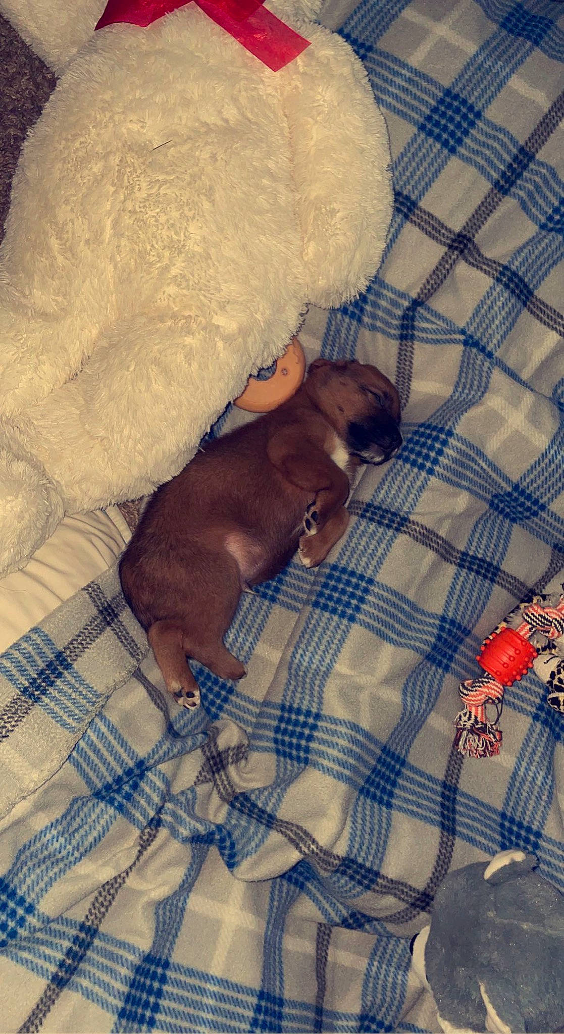 Kingston joined the competition — help win amazing prizes! canidae, carnivore, comfort, companion_dog, dog, dog_breed, fawn, floor, flooring, linens, liver, pattern, plaid, snout, sporting_group, tail, tartan, textile, vertebrate, working_animal