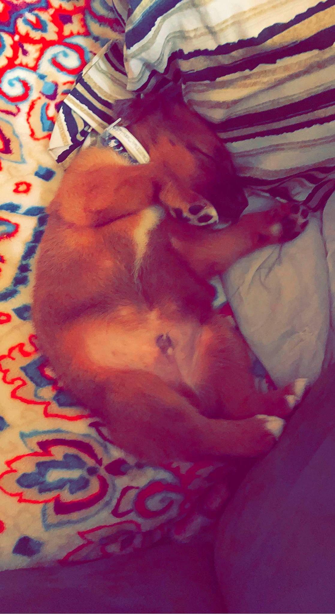 Kingston is registered to the contest to win money with this photo: abdomen, barechested, bedtime, canidae, carnivore, chest, cloud, comfort, companion_dog, dog, dog_breed, ear, fawn, felidae, liver, pink, small_to_medium_sized_cats, snout, sporting_group, whiskers