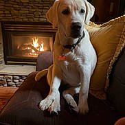 Tess is registered to the contest to win money with this photo: dog, puppy, labrador, couch, pillow, fireplace, stone_wall, indoor, pet, collar, tag, brown_couch, yellow_pillow, cozy, warm_light, home, cute, sitting, animal, domestic