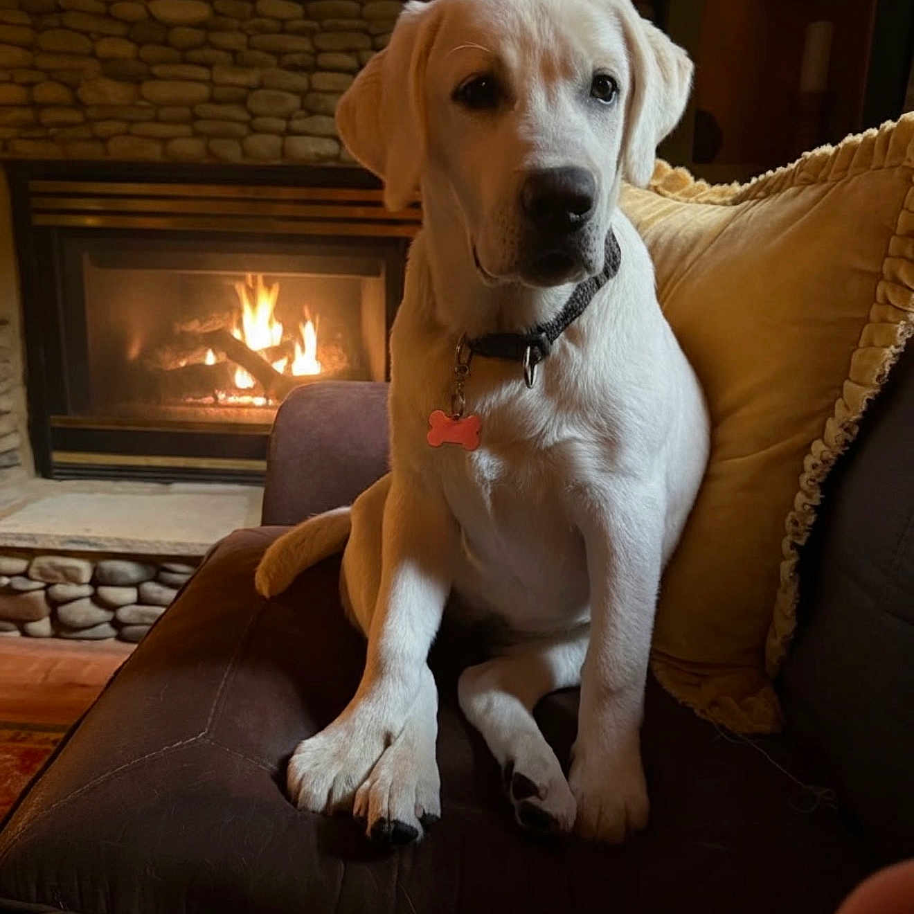 Tess