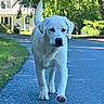Tess is registered to the contest to win money with this photo: canine, dog, focused, front_view, greenery, house, labrador, nature, outdoor, pet, puppy, sidewalk, street, suburban, sunny_day, tail, trees, walking, white_dog, young_dog