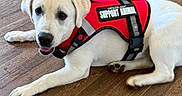 Tess joined the competition — help win amazing prizes! animal, canine, dog, domestic_animal, ears, friendly, fur, happy, indoor, looking_up, lying_down, paws, pet, service_dog, snout, support_animal, vest, white_dog, wooden_floor, young_dog