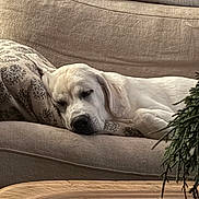 Tess is registered to the contest to win money with this photo: animal, blanket, canine, closeup, comfort, couch, cozy, decor, dog, furniture, home, indoor, living_room, peaceful, pet, pillow, relaxing, resting, sleeping, white_dog