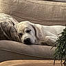 animal, blanket, canine, closeup, comfort, couch, cozy, decor, dog, furniture, home, indoor, living_room, peaceful, pet, pillow, relaxing, resting, sleeping, white_dog