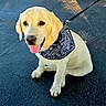 Tess is registered to the contest to win money with this photo: adorable, animal, bandana, black_bandana, canine, cute, dog, friendly, labrador, leash, outdoor, pavement, pet, playful, puppy, sitting, sunlight, tongue_out, yellow_labrador, young_dog