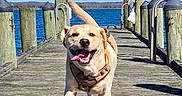 dog, labrador_retriever, dock, wooden_pier, water, lake, blue_sky, sunny, outdoor, pet, canine, tongue_out, harness, running, happy, animal, shadow, nature, daytime, smiling