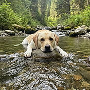dog, labrador, water, stream, forest, rocks, nature, greenery, riverbed, outdoor, animal, canine, calm, relaxed, flowing_water, moss, peaceful, scenery, daylight, wildlife