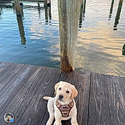 puppy, dog, golden_retriever, water, dock, wood, harness, pet, animal, outdoor, reflection, calm, nature, sky, cute, sitting, young, lake, peaceful, adorable