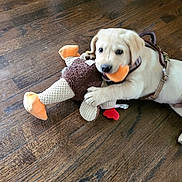 Gunnar joined the competition — help win amazing prizes! animal, brown_floor, chewing, cute, dog, domestic_animal, floor, harness, home, indoor, light_fur, pet, pet_toy, playful, plush_toy, puppy, small_dog, toy, wooden_floor, young_dog
